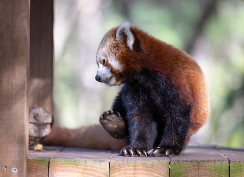 The red panda, also known as the lesser panda, is a small mammal native to the eastern Himalayas and southwestern China.