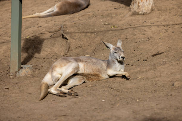 Eastern Grey Kangaroo is a marsupial mammal that belongs to a small group called macropods.