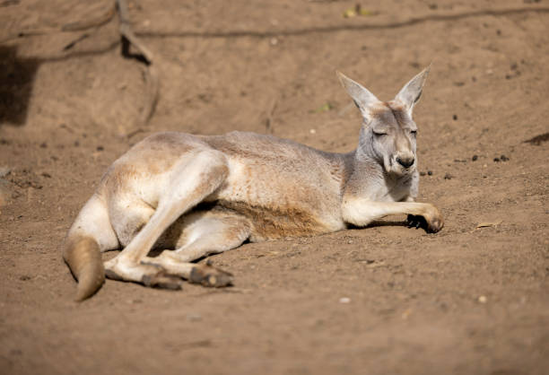 Close up view of a Eastern Grey Kangaroo it's natural habitat stock photo