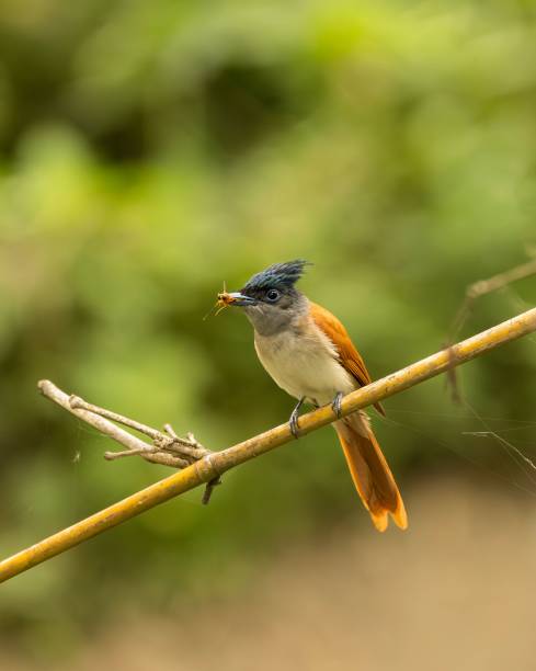 istock Close-up of a female Indian paradise flycatcher standing on a tree branch with a bug in its beak 1551908290