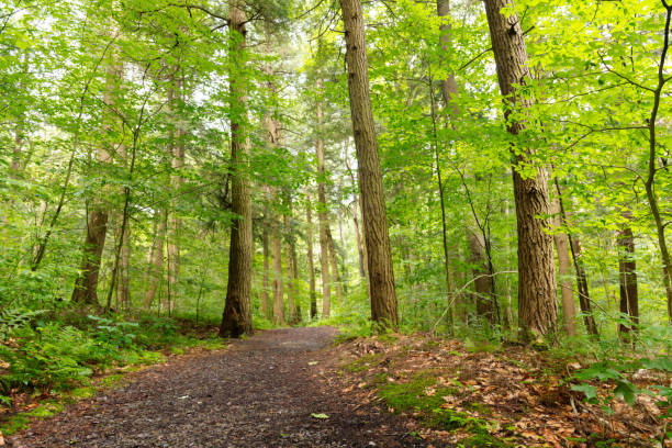 istock Natural backgrounds copy space summer hiking woodland trail 1551914536