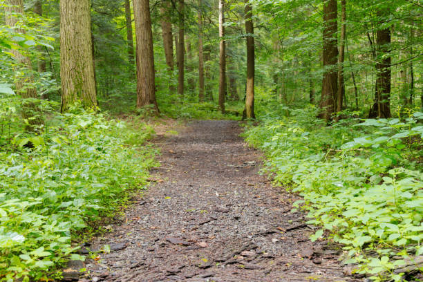 istock Natural backgrounds copy space summer hiking woodland trail 1551915043