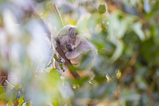 One koala in a tree looking over towards the camera.