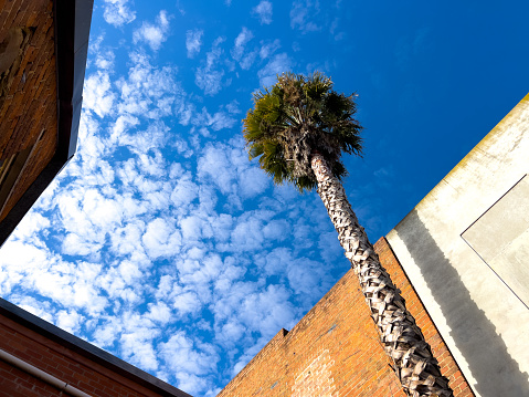 Horizontal photo looking up of a Palm Tree growing in a courtyard garden, open to the sky, surrounded by the brick walls of buildings. Mudgee, NSW.