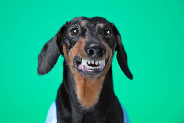 An adorable wire haired Dachshund licking his lips on, studio shot, isolated on grey.