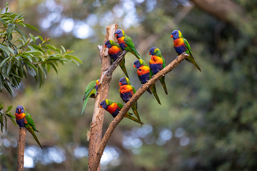 Close up portrait of a cheeky rainbow lorikeet perched on a branch