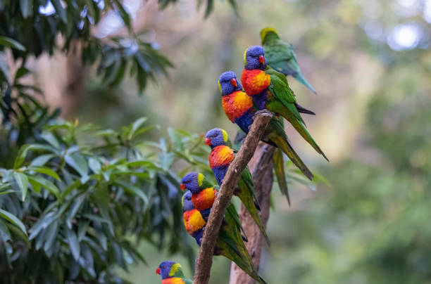 Australian Rainbow Lorikeets in their natural habitat in Queensland, Australia stock photo