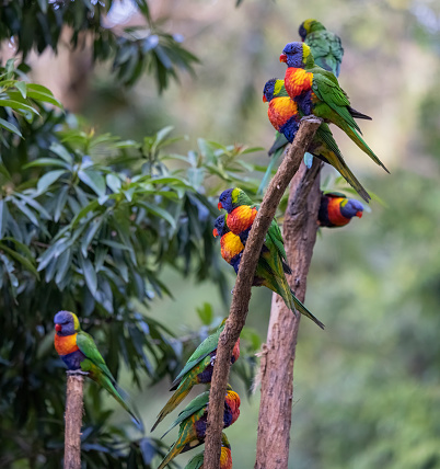 The rainbow lorikeet is a species of parrot found in Australia. It is common along the eastern seaboard, from northern Queensland to South Australia. Its habitat is rainforest, coastal bush and woodland areas.