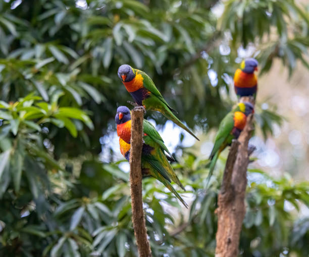 istock Australian Rainbow Lorikeets perched in a tree in their native natural habitat in Queensland, Australia 1551967183