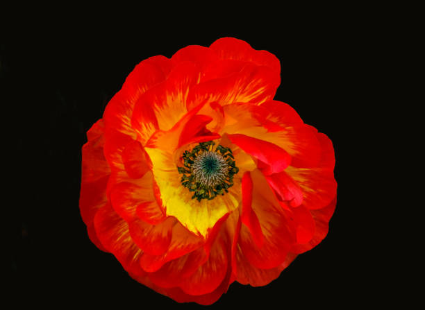 A brilliantly red Ranunculus flower stock photo
