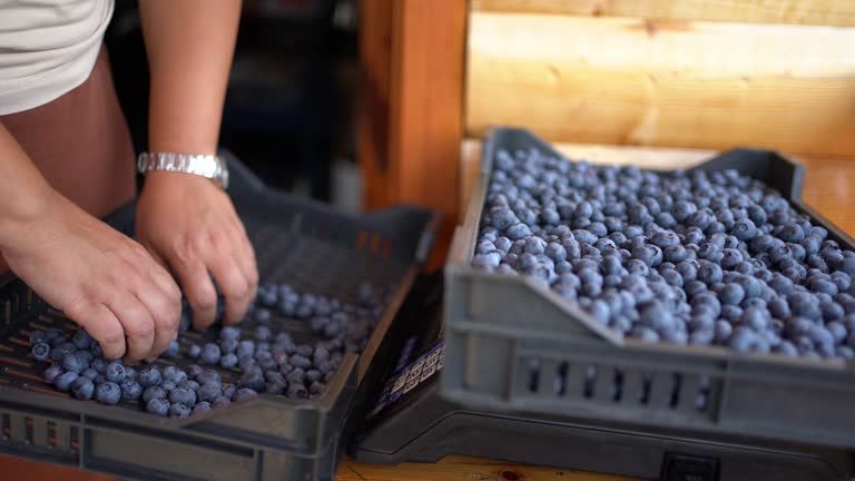 Caucasian female farmer, classifies blueberries, after harvest