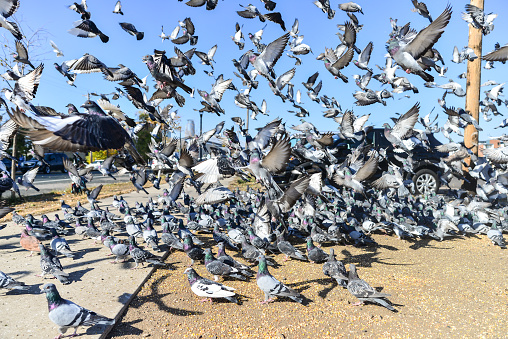 Pigeons Eating Feed in Urban Area in Minneapolis