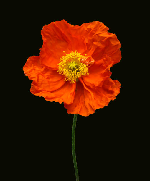An orange Iceland Poppy stock photo