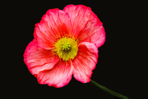 A red-pink Iceland Poppy stock photo