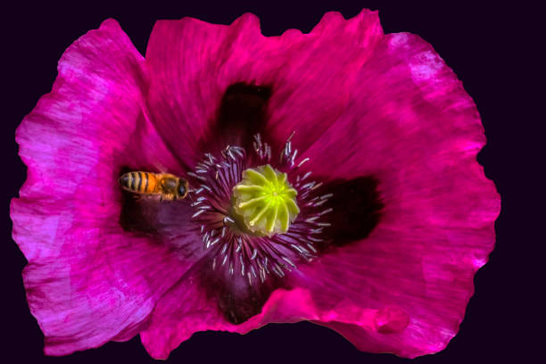 A macro image of A Common Poppy stock photo
