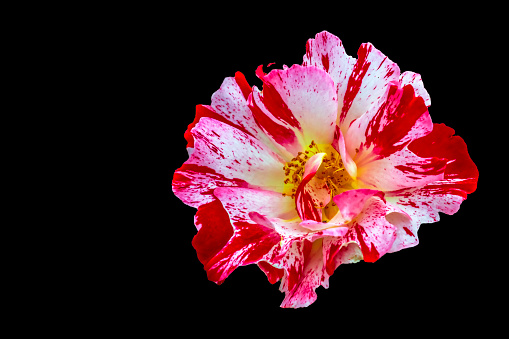 A red and white Tea Rose photographed from above