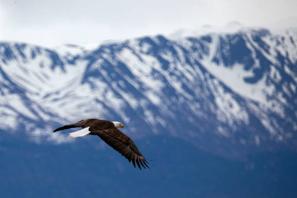 istock Bald eagle with stretched wings in coastal Alaska United States 1552006430