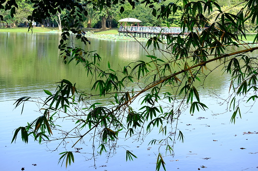Beautiful view of Water lilies at lake