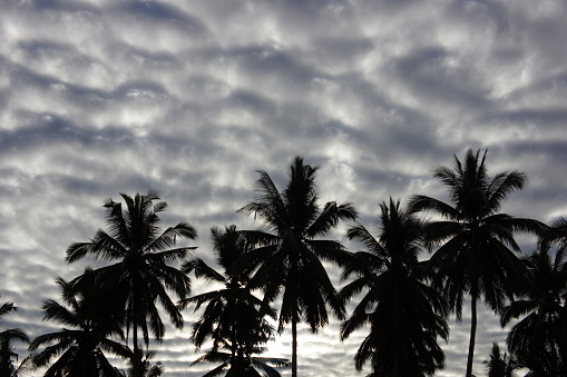 Silhouette of a coconut tree under the clouds