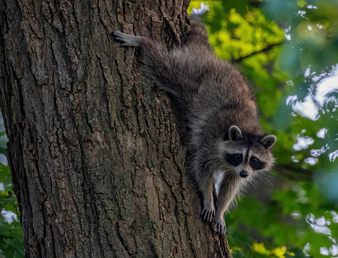 Mother and baby raccoons in a tree looking at camera.