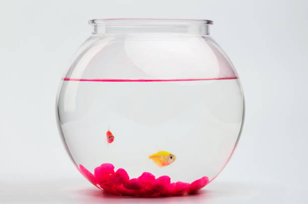 Two small fishes look from round aquarium side view isolated on white background