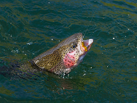 Rainbow trout caught on a green fly, hook is in its mouth. A popular fish in Oregon lakes and rivers. Green water background with copy space.