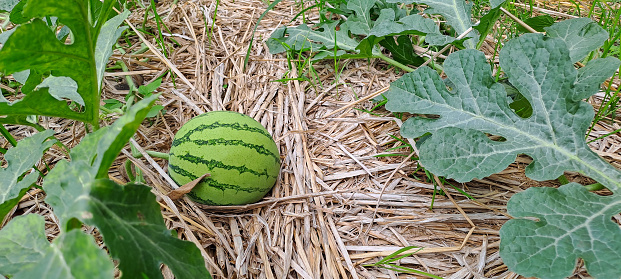 watermelon growing in the field. watermelon on plantation