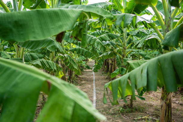 istock Exploring Rural Life in Thailand Pathway through Tropical Farm with Bountiful Banana Trees 1552096747