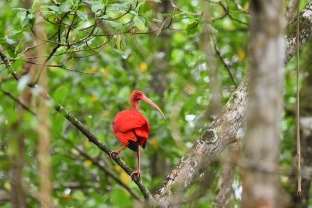 istock Scarlet ibis bird 1552111150