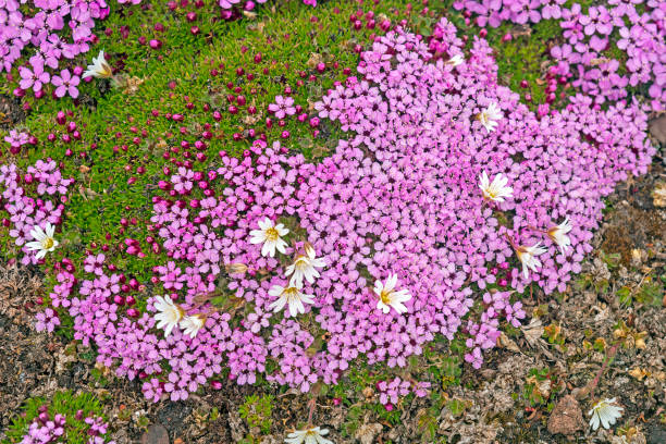 Arctic Chickweed and Moss Campion in the high arctic