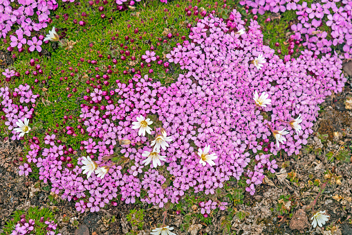 Arctic Chickweed and Moss Campion in the high arctic on Worsleyneset in the Svalbard Islands