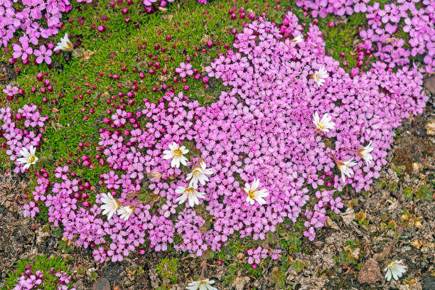 Arctic Chickweed and Moss Campion in the high arctic stock photo