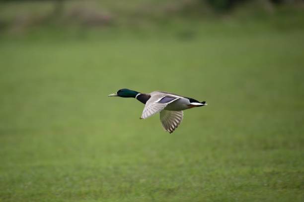 A mallard drake is calling in front of the photographer. RAW-file developed with Adobe Lightroom. Please have a look at my other duck pictures.