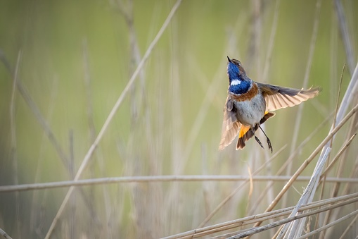 A small bluethroat bird perched on a dry twig is taking flight in a natural outdoor setting