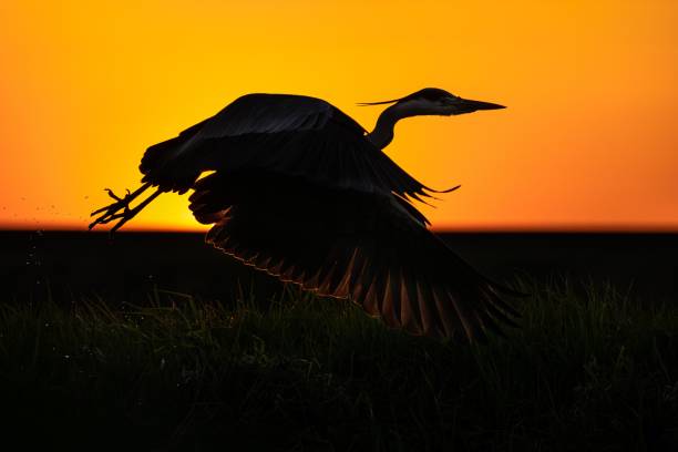 istock Majestic Grey heron taking off against a vibrant orange sunset 1552141895