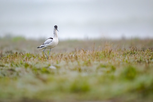 A white Gull standing in a grassy field next to the sea during foggy weather