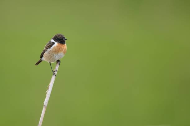 istock European stonechat standing on a twig against a blurred, green background 1552141900