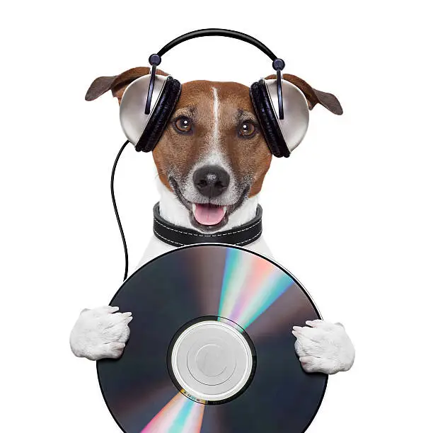 Photo of music headphone cd dog