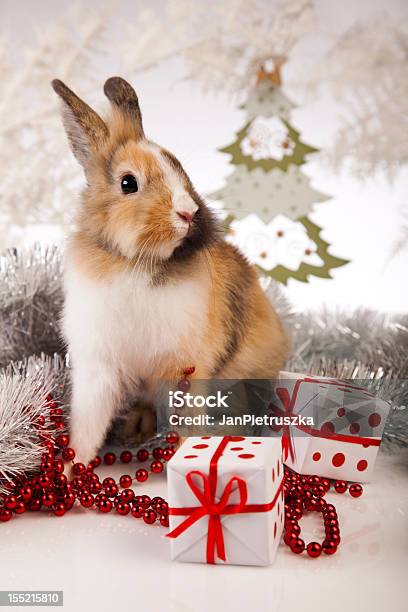 Bunny De Navidad Y Regalos Foto de stock y más banco de imágenes de Animal - Animal, Animal joven, Celebración - Ocasión especial