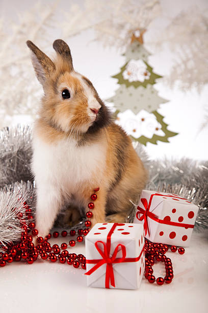 istock Bunny with Christmas and gift 155215810