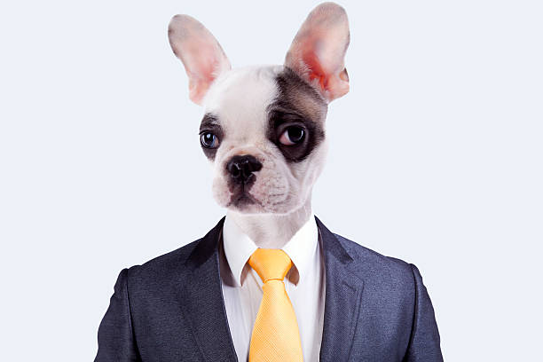 Homme d'affaires avec un chien visage - Photo