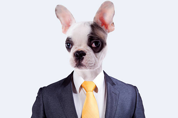 Businessman with a dog face stock photo