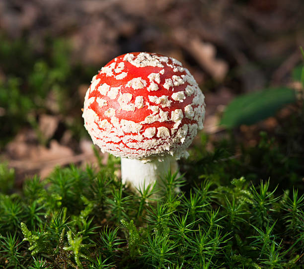 agaric Fly - Photo