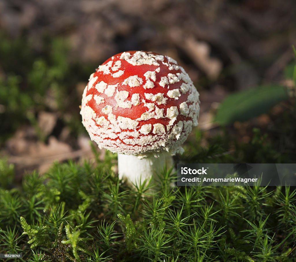 플라이에는 agaric - 로열티 프리 0명 스톡 사진