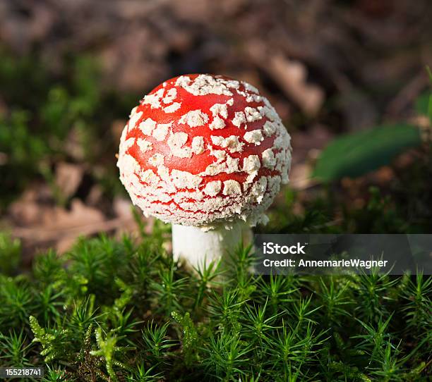 플라이에는 Agaric 0명에 대한 스톡 사진 및 기타 이미지 - 0명, 가을, 계절