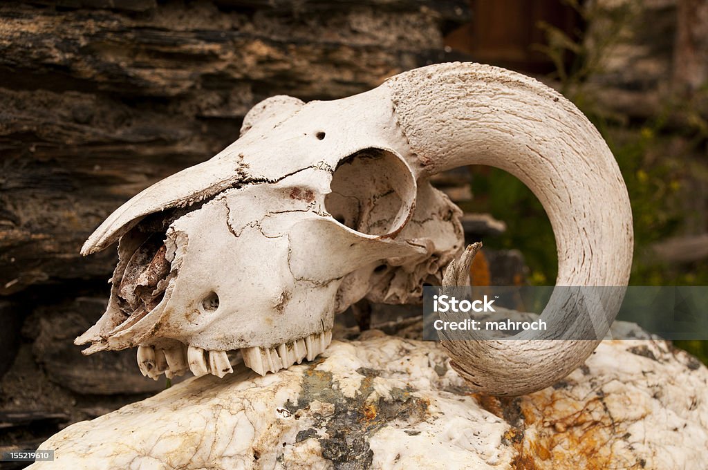 White Goats Skull With Curly Horns Stock Photo - Download Image Now - Animal,  Animal Body Part, Animal Bone - iStock