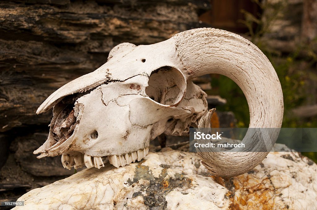 White Goats Skull With Curly Horns Stock Photo - Download Image Now - Animal, Animal Body Part, Animal Bone - iStock White Goats Skull With Curly Horns Stock Photo - Download Image Now - Animal, Animal Body Part, Animal Bone - iStock