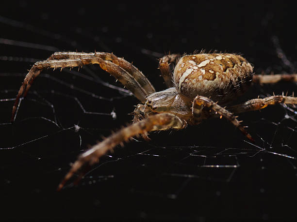 cross araignée du noir (araneus diadematus) - cross spider photos et images de collection