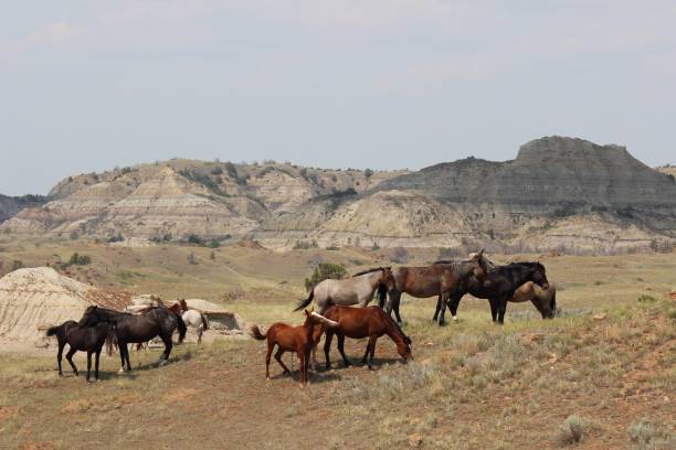 istock Herd of Horses 1552204450