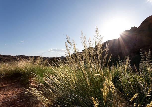 istock sunset in the Gobi Desert 155221143